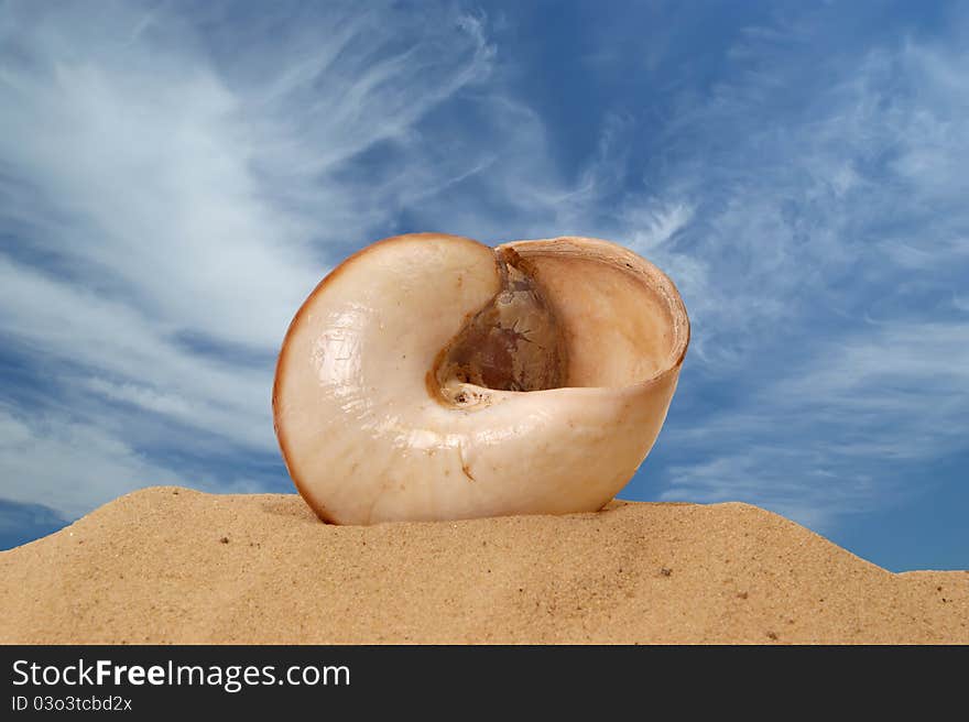 Large seashell on the sand, Studio shot