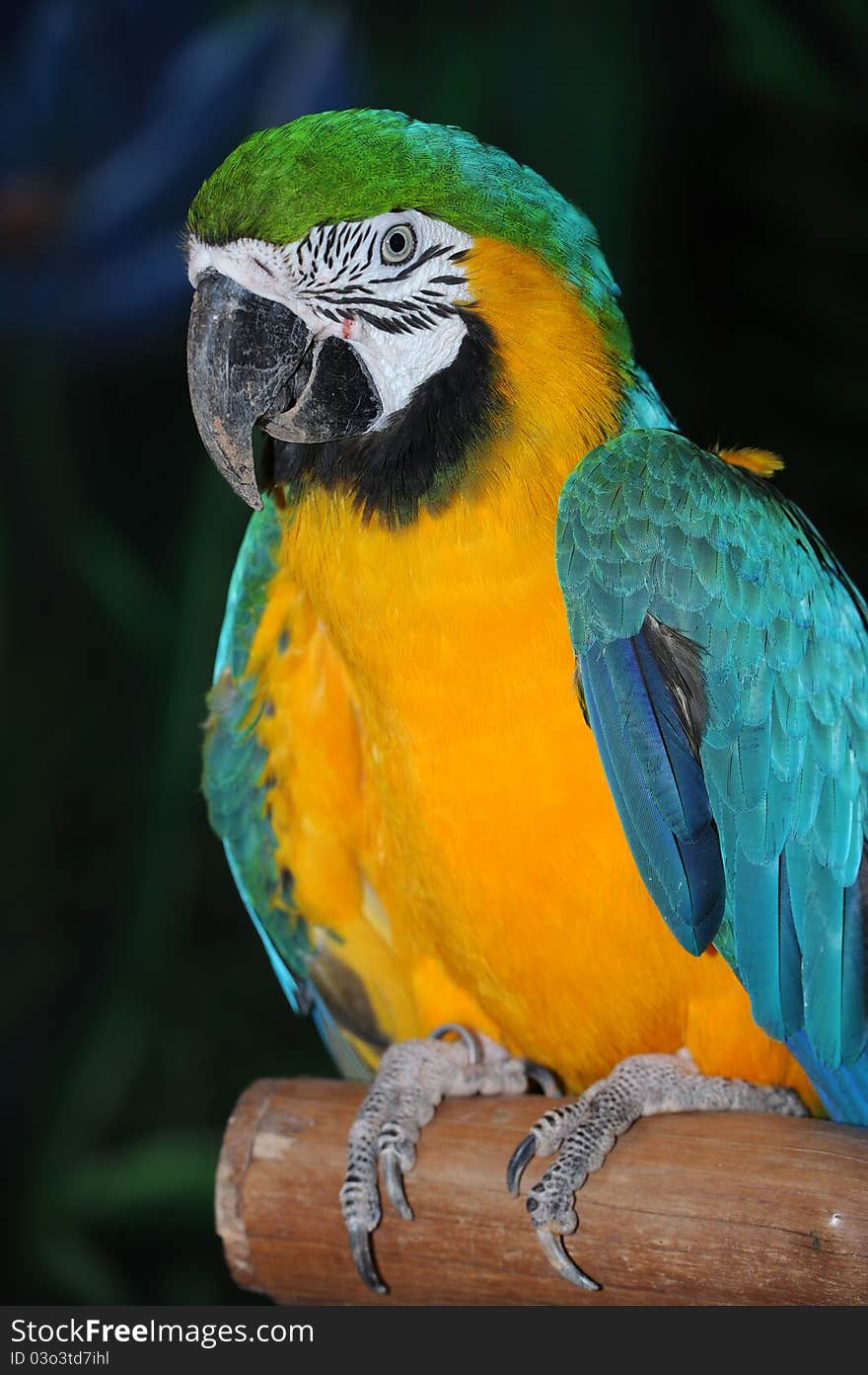 Portrait of a parrot