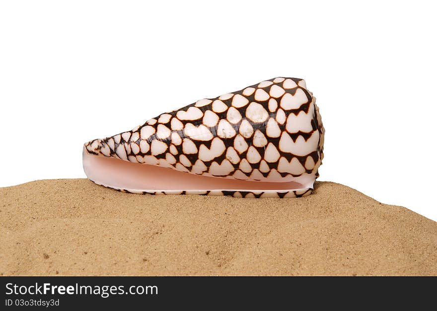 Large seashell on the sand, Studio shot