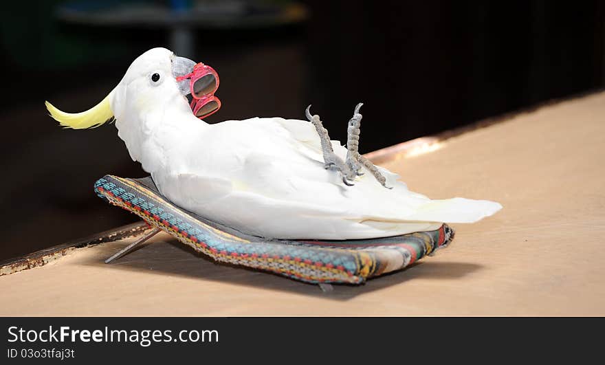 Parrot demonstrates how to relax on holiday. Parrot demonstrates how to relax on holiday