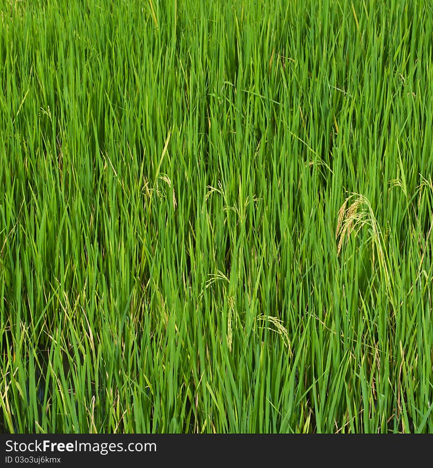 Rice field background