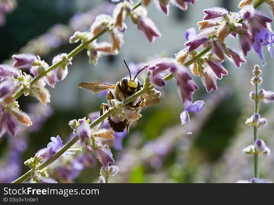 Closeup of wasp on litttle flower