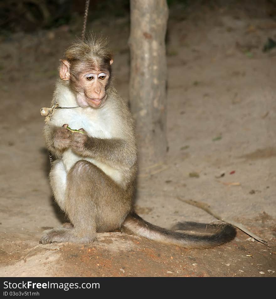 Monkey (macaque) in a natural environment, South India, Kerala