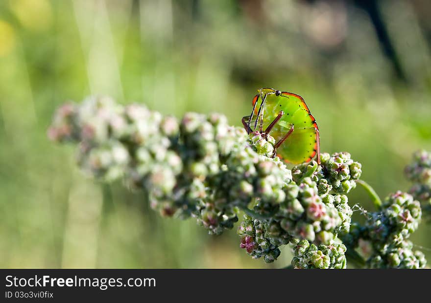 Bedbug on the vegetation