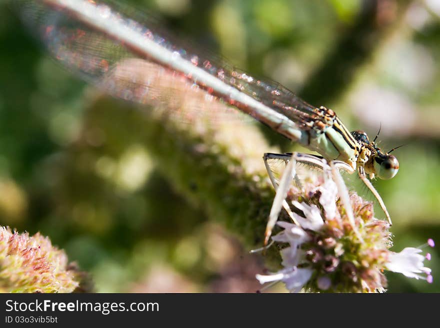 Macro of damselfly resting on vegetation