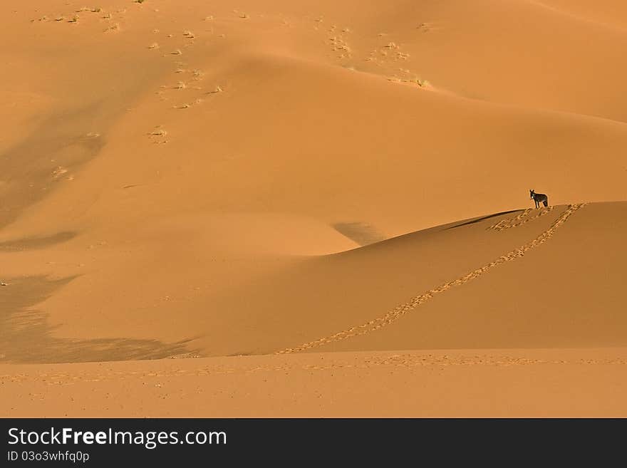 A lone donkey in the dunes of the Moroccan Western Sahara Desert,. A lone donkey in the dunes of the Moroccan Western Sahara Desert,