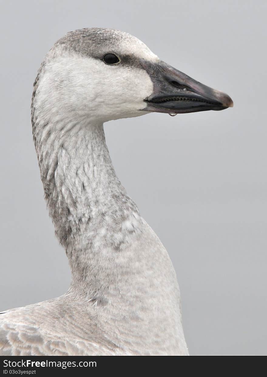 Snow goose portrait