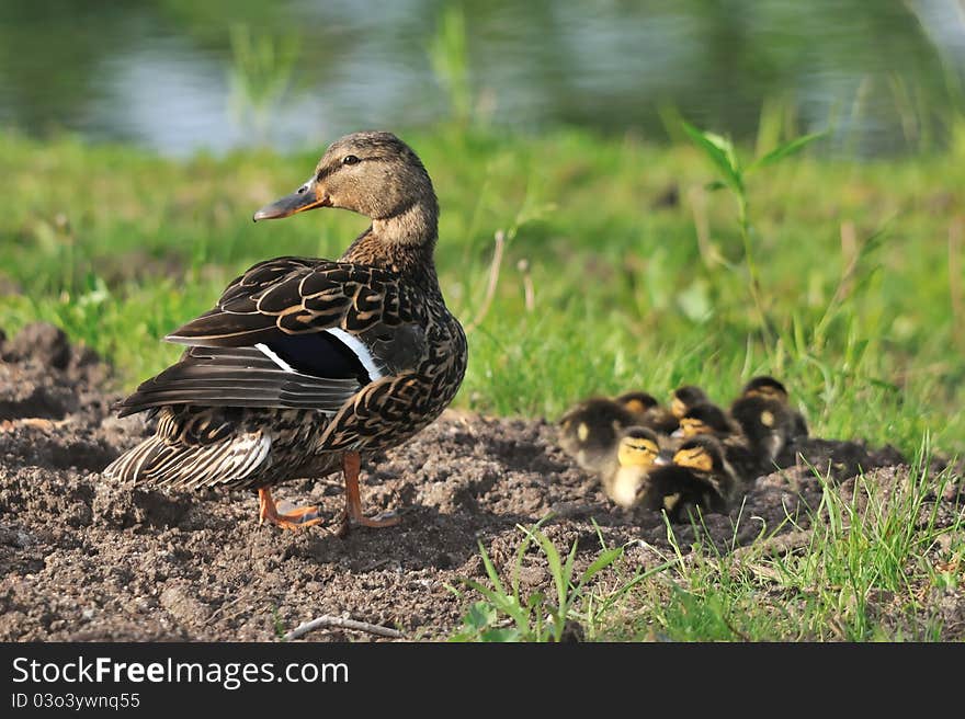Duck female with its ducklings watching around. Duck female with its ducklings watching around