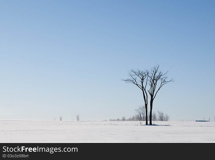 Lonely tree in middle of a snow field. Lonely tree in middle of a snow field