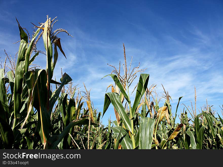 Corn field and nice blue sky above.