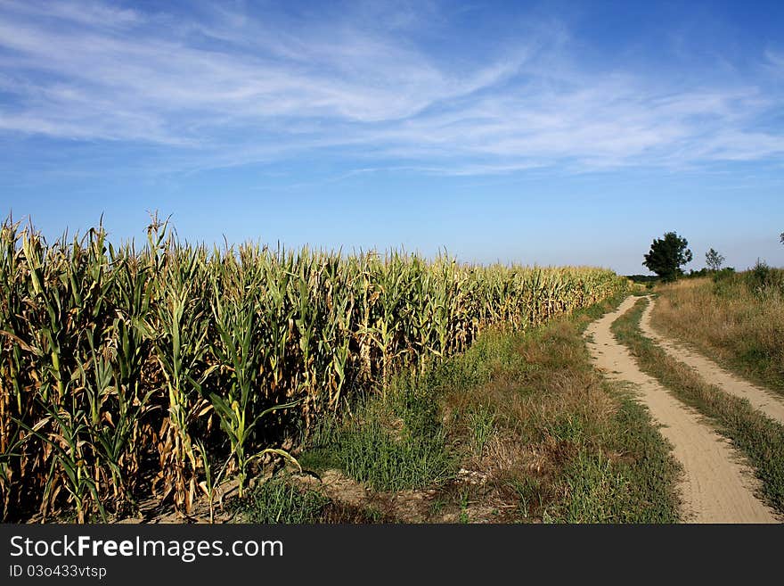 Corn field with the road beside. Corn field with the road beside.