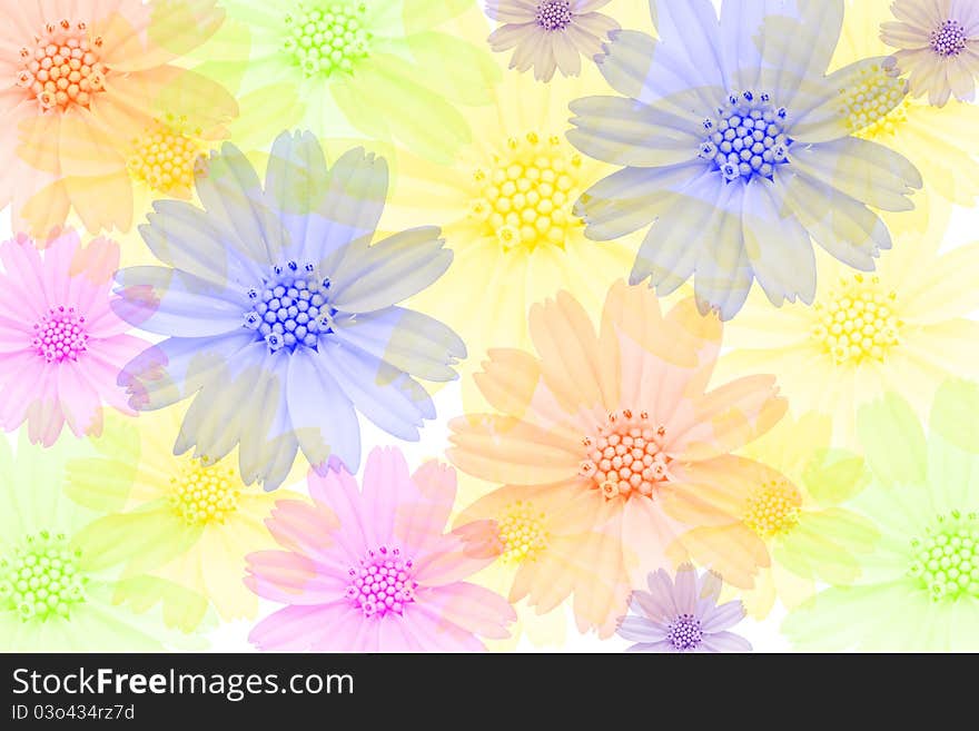 Multi-colored flowers