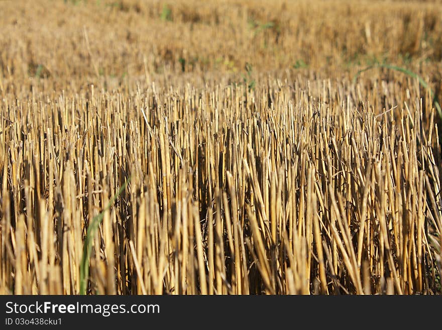 Harvested field of wheat, close up.