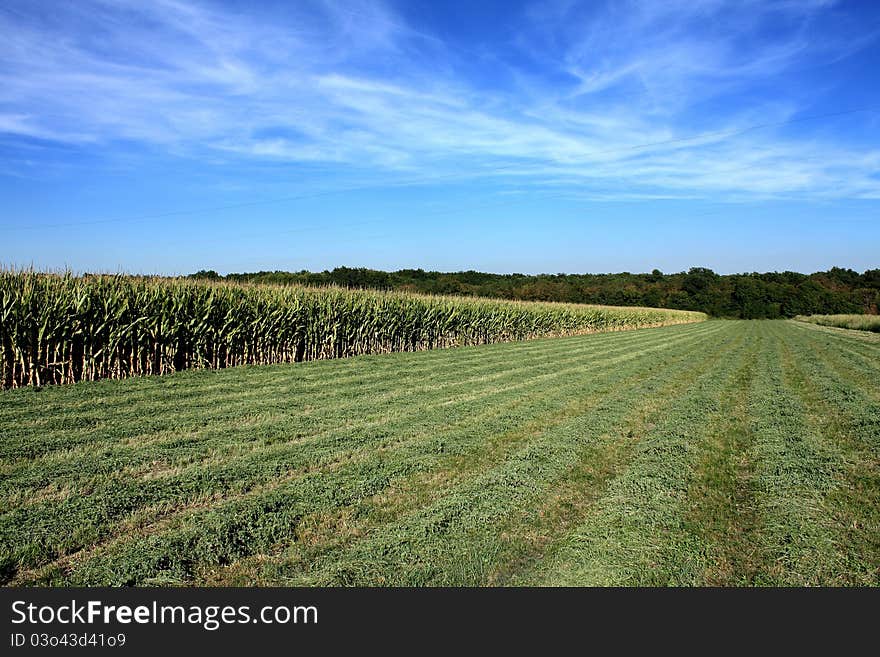 Corn field, fresh cut grass and forest behind it.