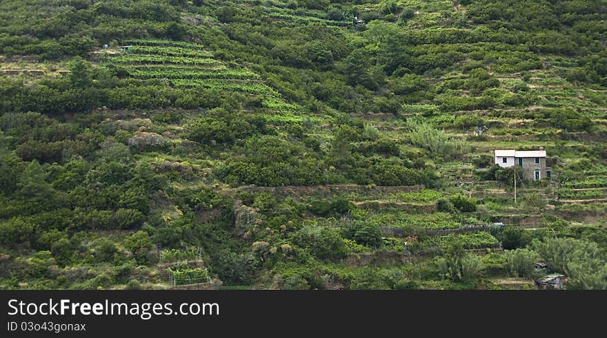 Hillside In Cinque Terre, Italy