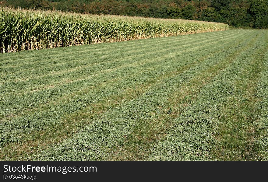 Corn field, fresh cut grass and forest behind it.