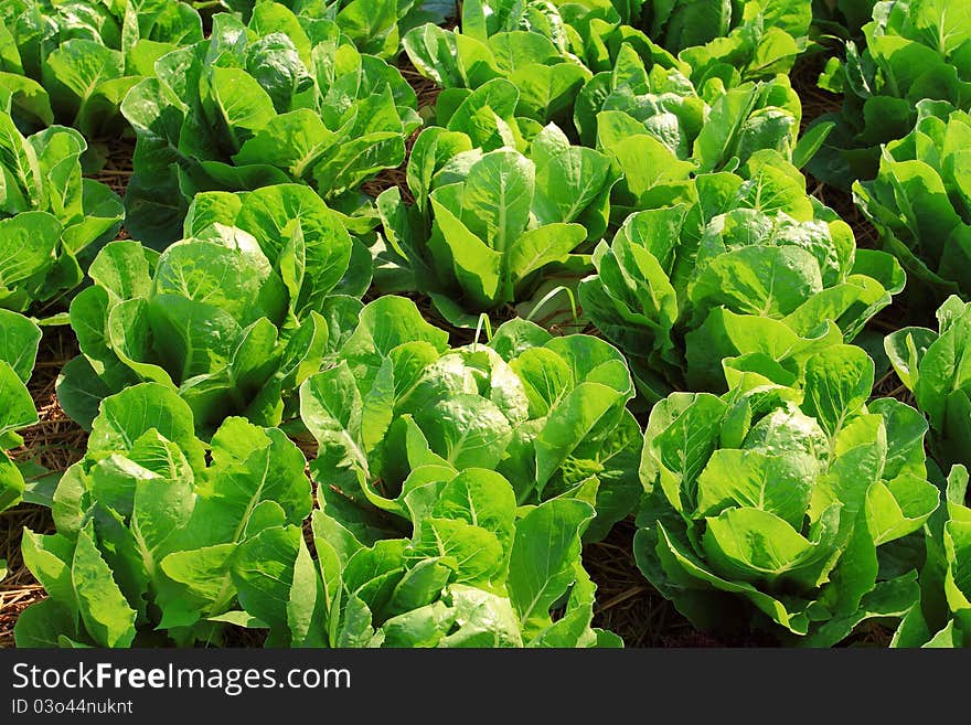 Vegetable salad on plant