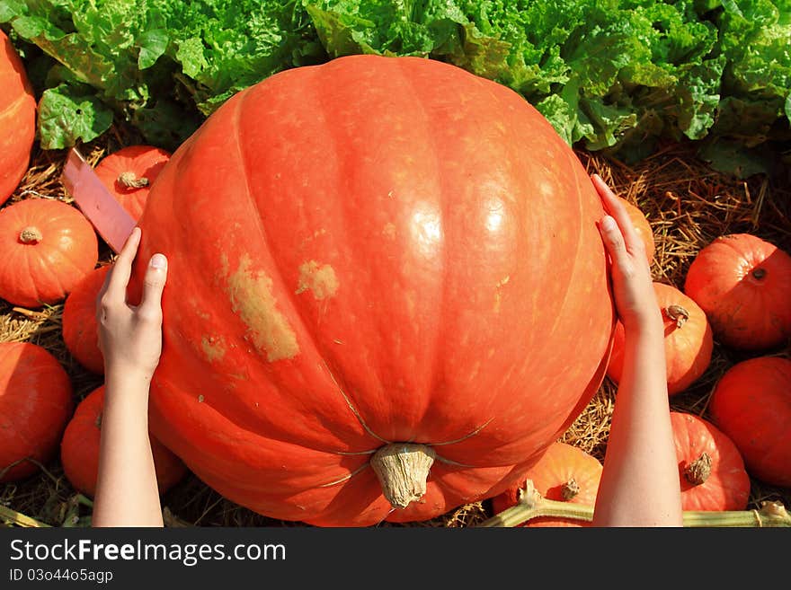 Big Size Of Pumpkin