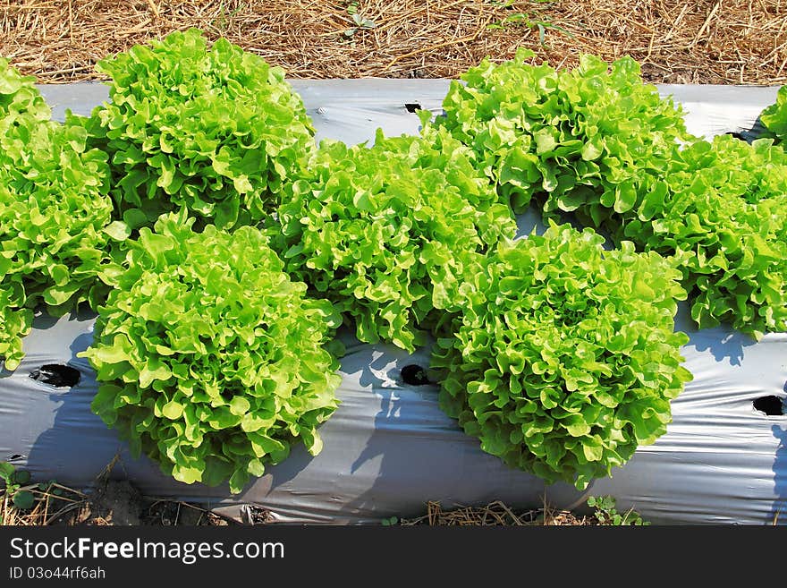 Vegetable Salad On Plant