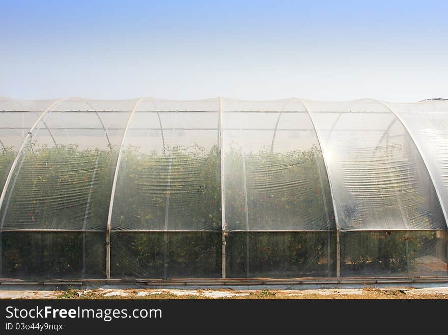 Greenhouse with cultivated fresh tomatoes