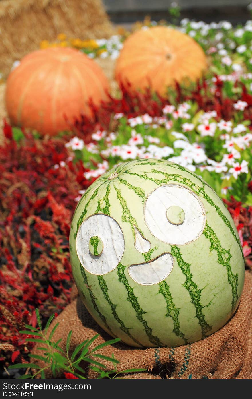 A beautiful carving on green water melon in garden. A beautiful carving on green water melon in garden