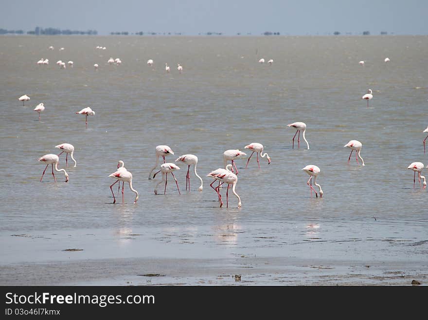 Camargue Flamingos