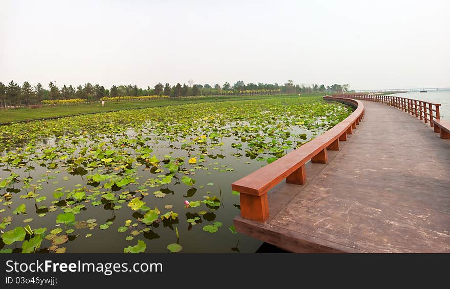 Lotus Pond With Zigzag Wooden Bridge