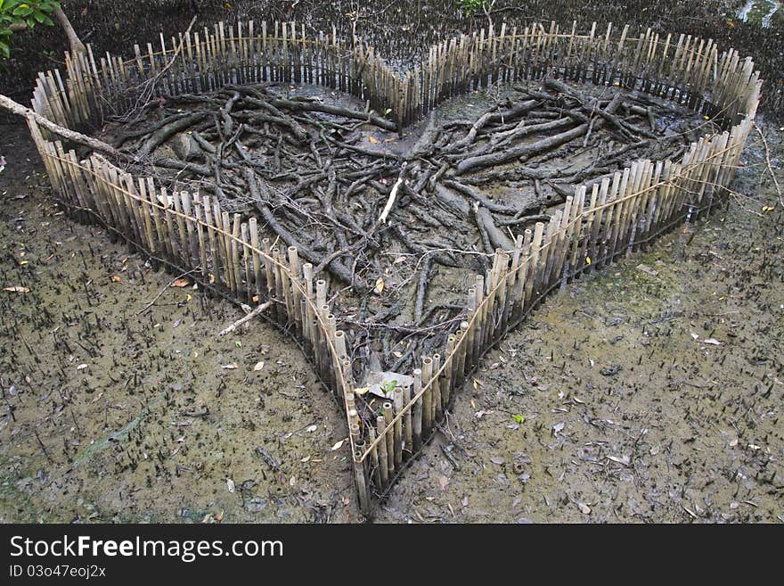 Cool mangrove forest in Thailand. Cool mangrove forest in Thailand