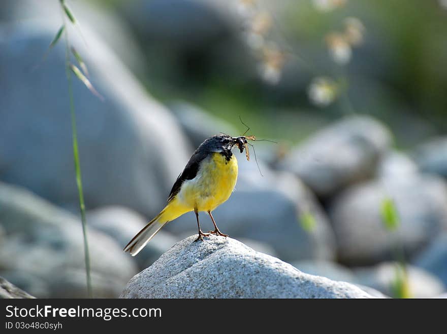 Wagtail on the stone with insects in the beak. Wagtail on the stone with insects in the beak