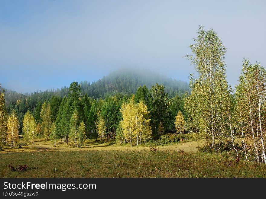 Morning in the forest