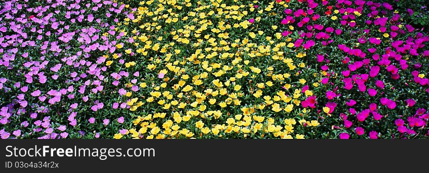 Flower Carpet