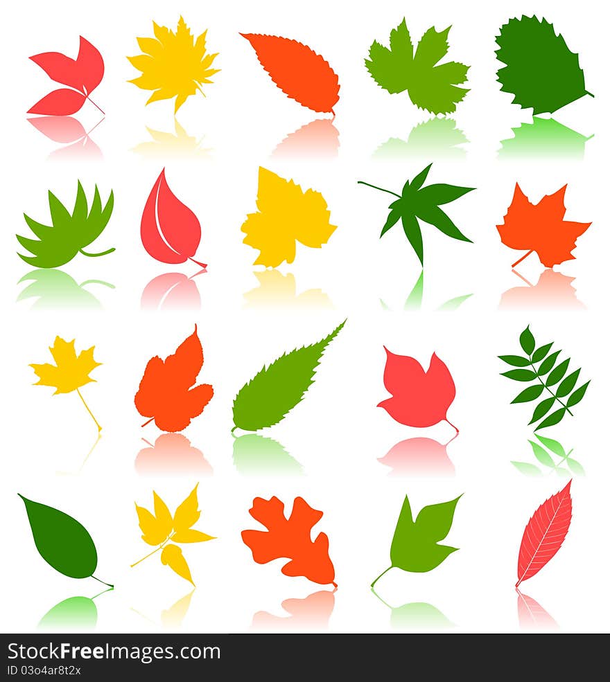 Leaf from trees of different colour. A vector illustration. Leaf from trees of different colour. A vector illustration