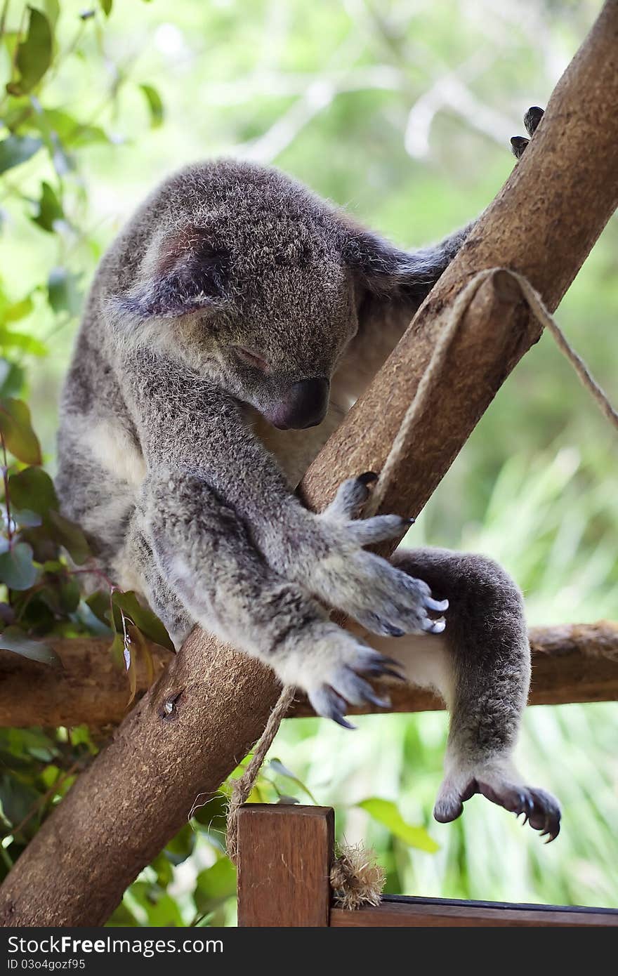 Sleeping Koala