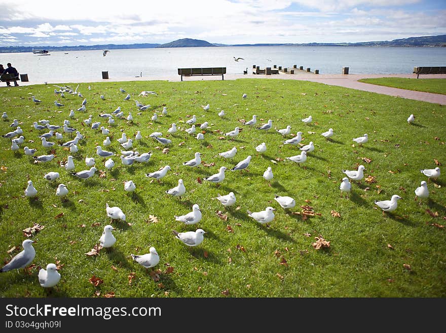 Rows of Seagulls