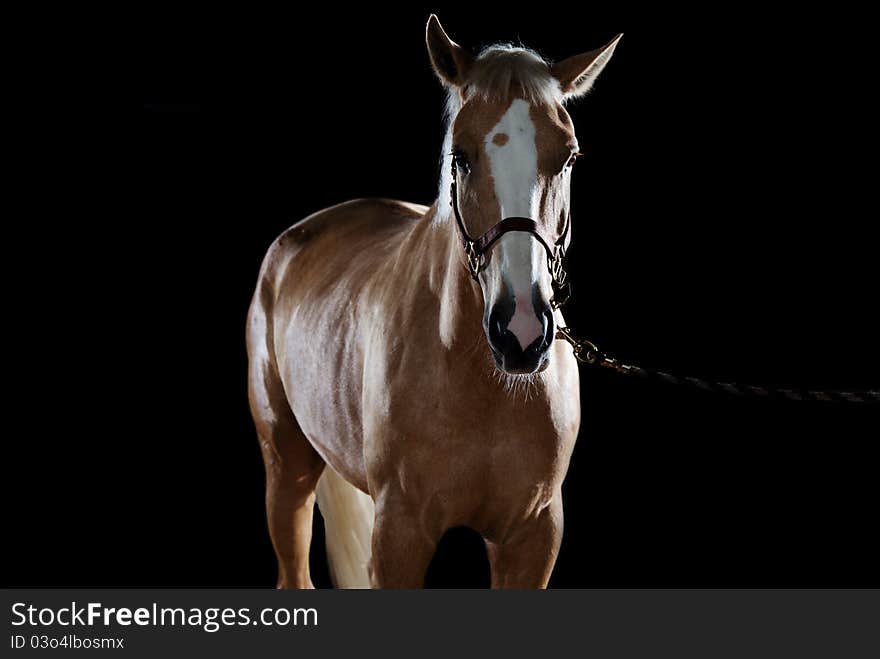 Portrait of a horse in studio on a black background