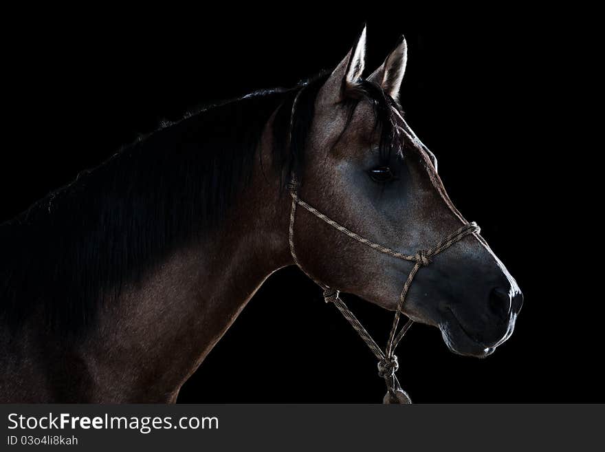 Portrait of a horse in studio on a black background