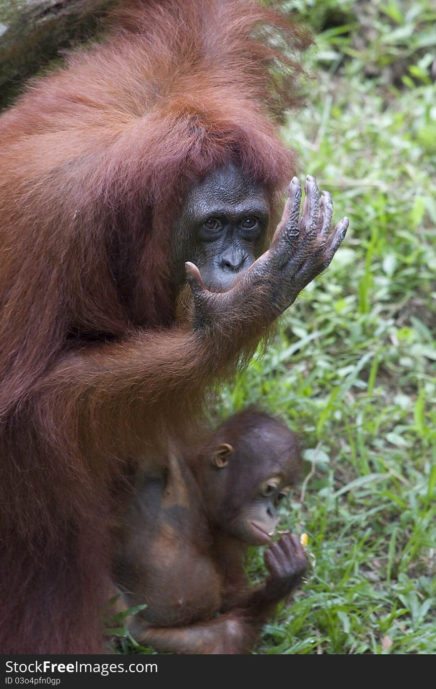 A female orang utan caring for its child.