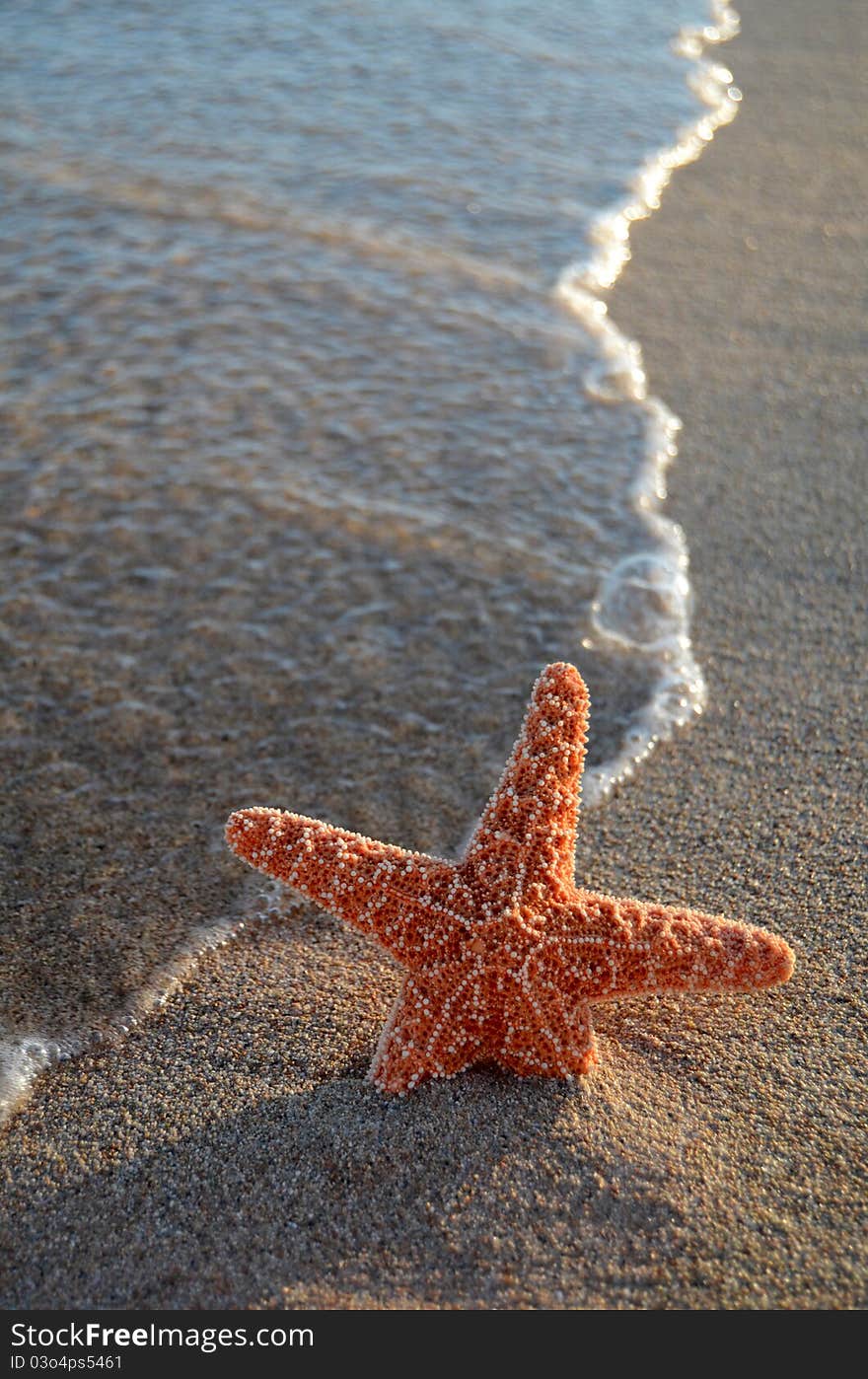 Starfish On A Tropical Beach