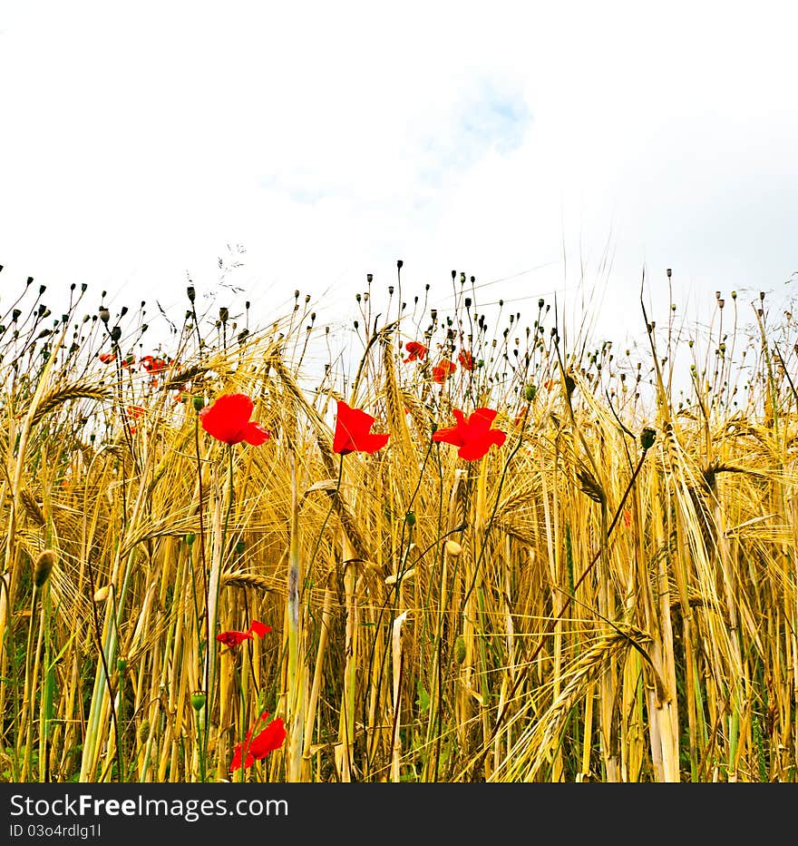 Poppy flowers with blue sky