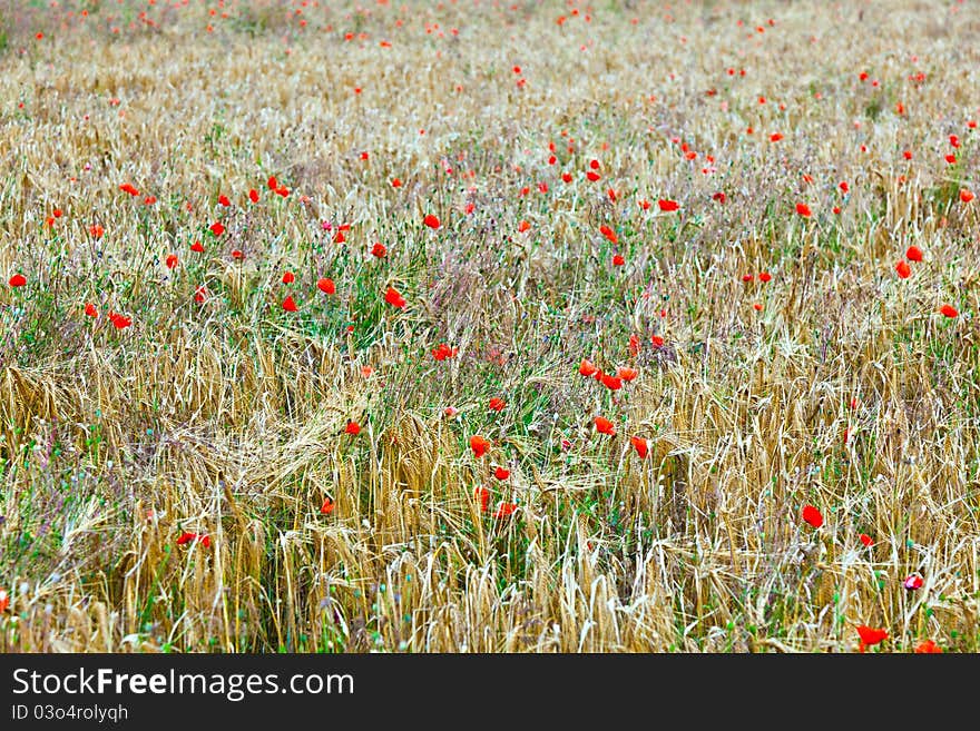 Poppy flowers with ble sky and clouds on the meadow