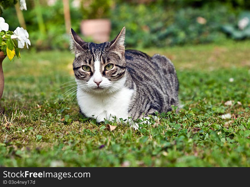 Cute cat lying on grass in the garden. Cute cat lying on grass in the garden