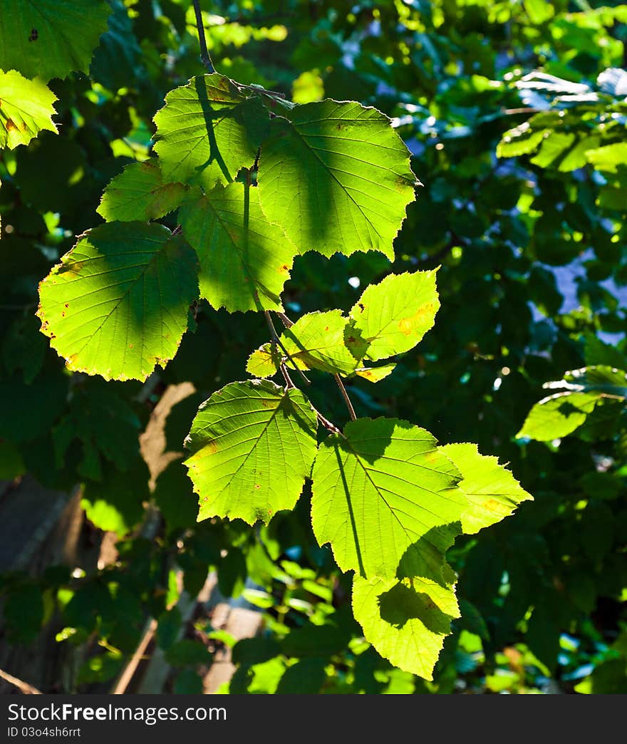 Beautiful leaves of a hazlenut tree in detail