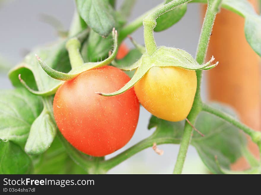 Close up of fresh red tomatoes on plant