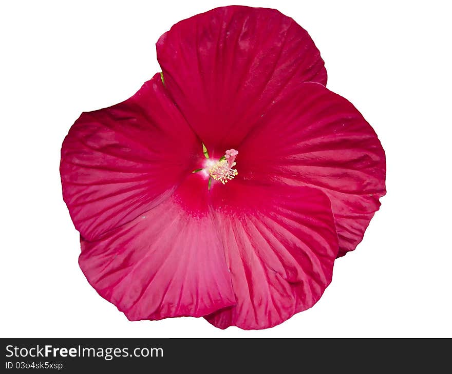 Hibiscus moscheutos flower