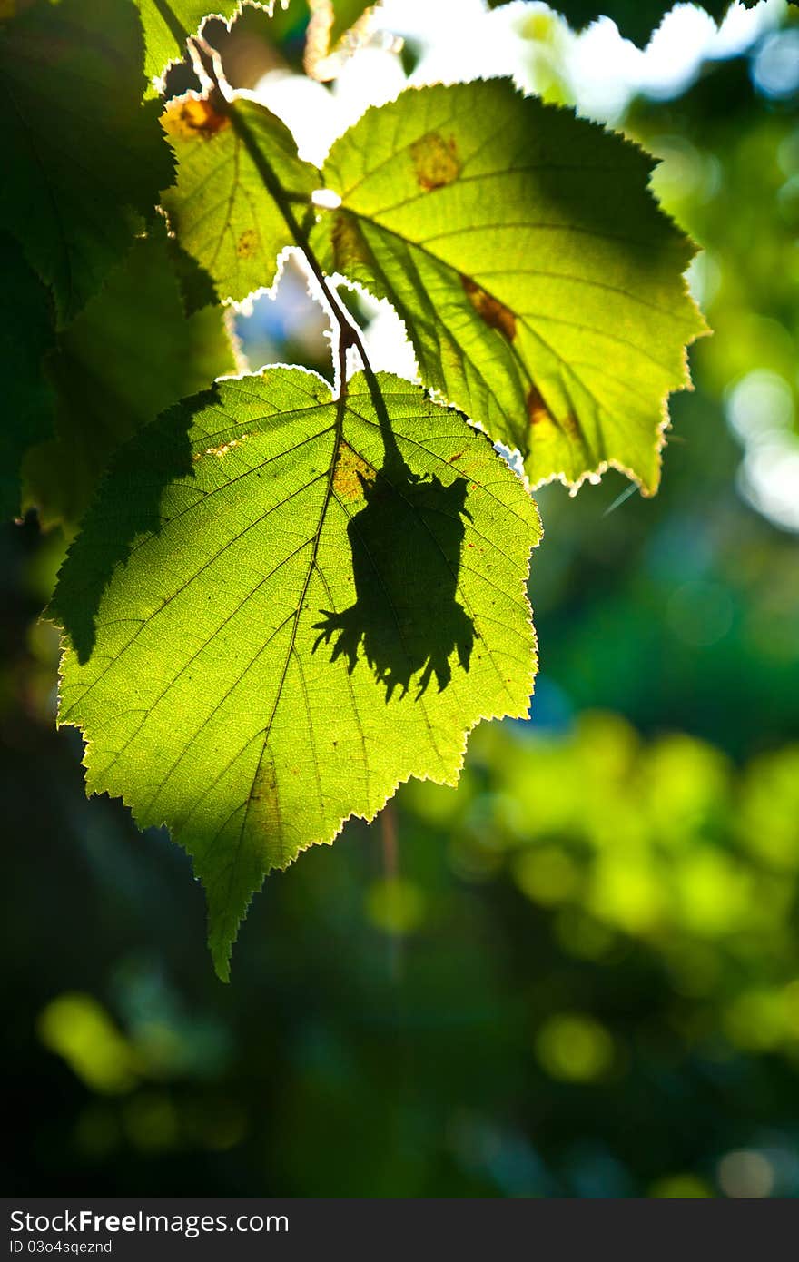 Beautiful leaves of a hazlenut tree in detail