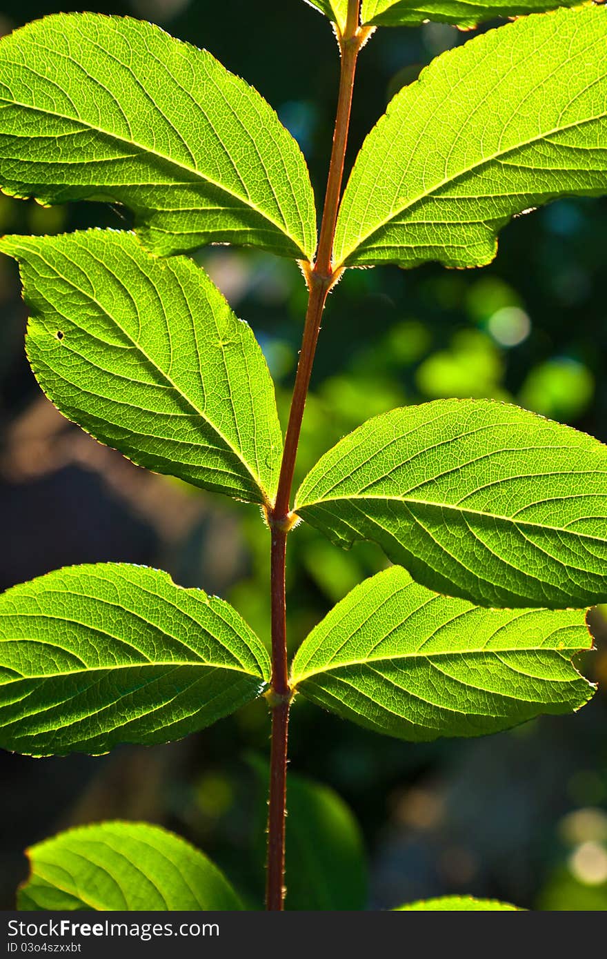 Beautiful leaves of a hazlenut tree