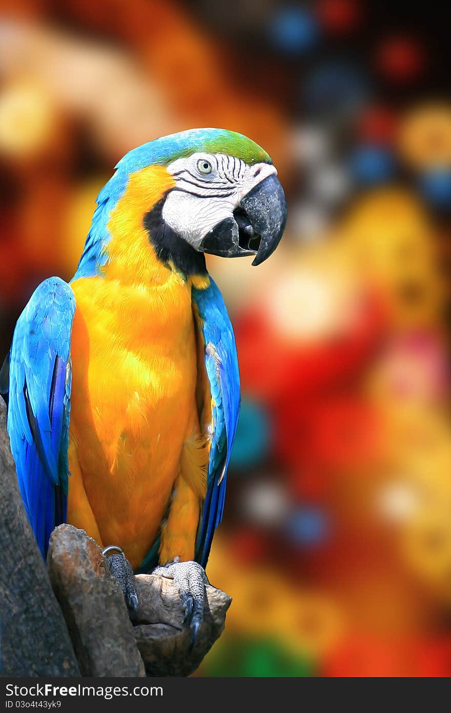 Colorful parrot