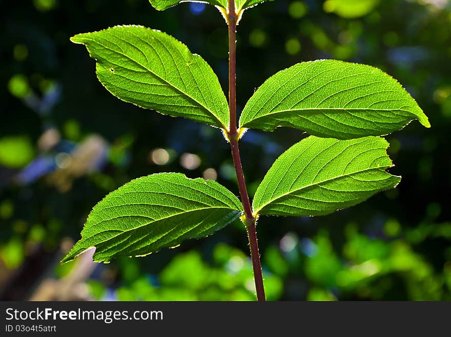 Beautiful leaves of a hazlenut tree