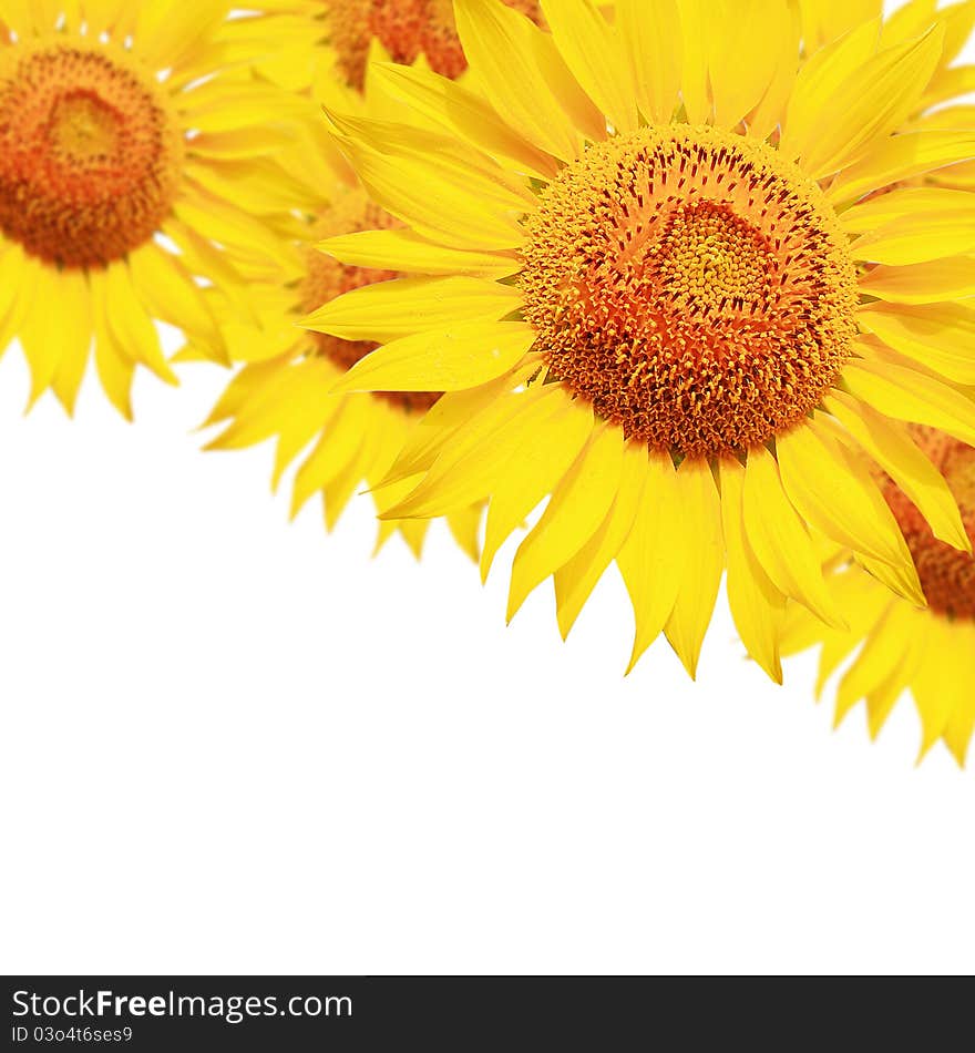 Yellow Sunflower petals closeup isolated on white