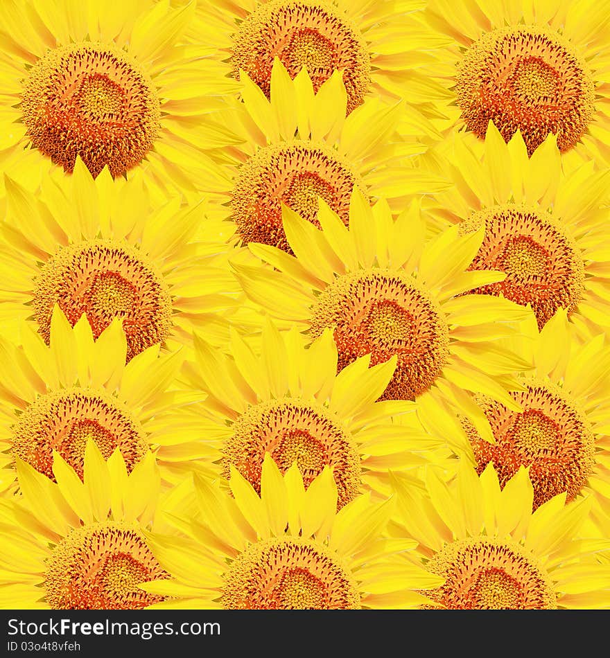 Yellow Sunflower petals closeup isolated on white